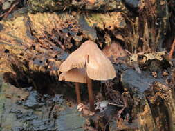 Mycena galericulata (Scop.) Gray 1821 resmi