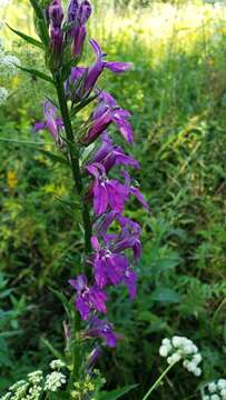 صورة Lobelia speciosa Sweet