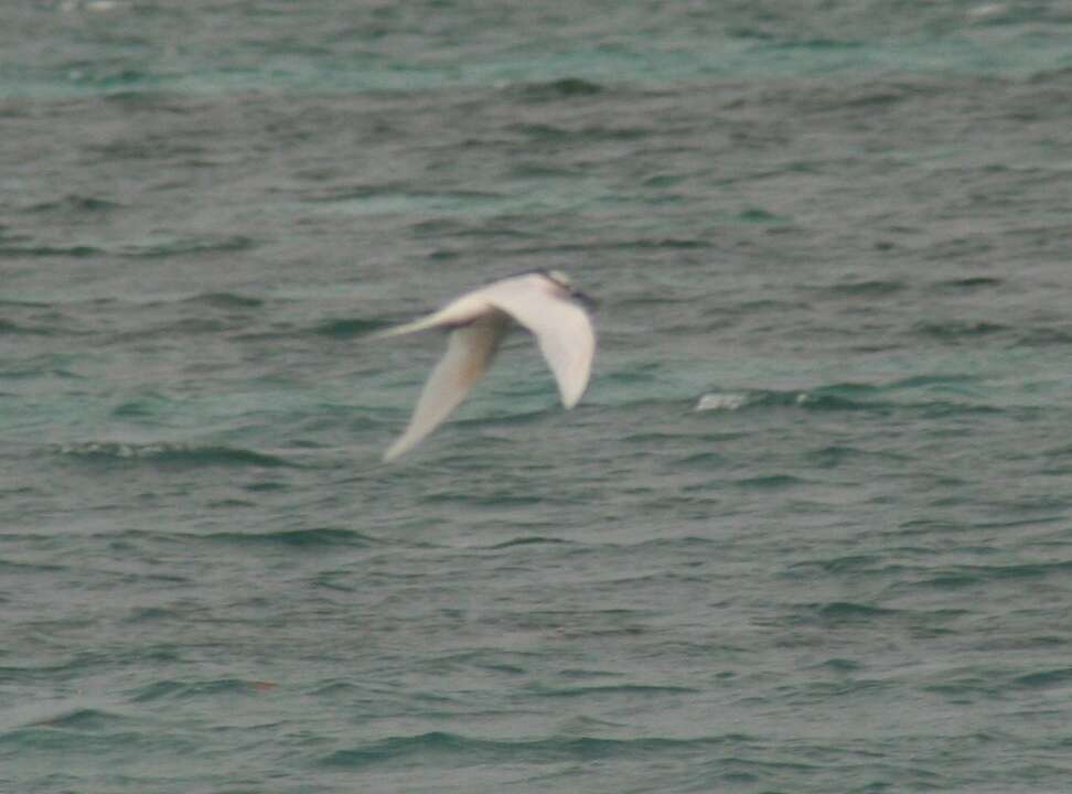 Image of Black-naped Tern