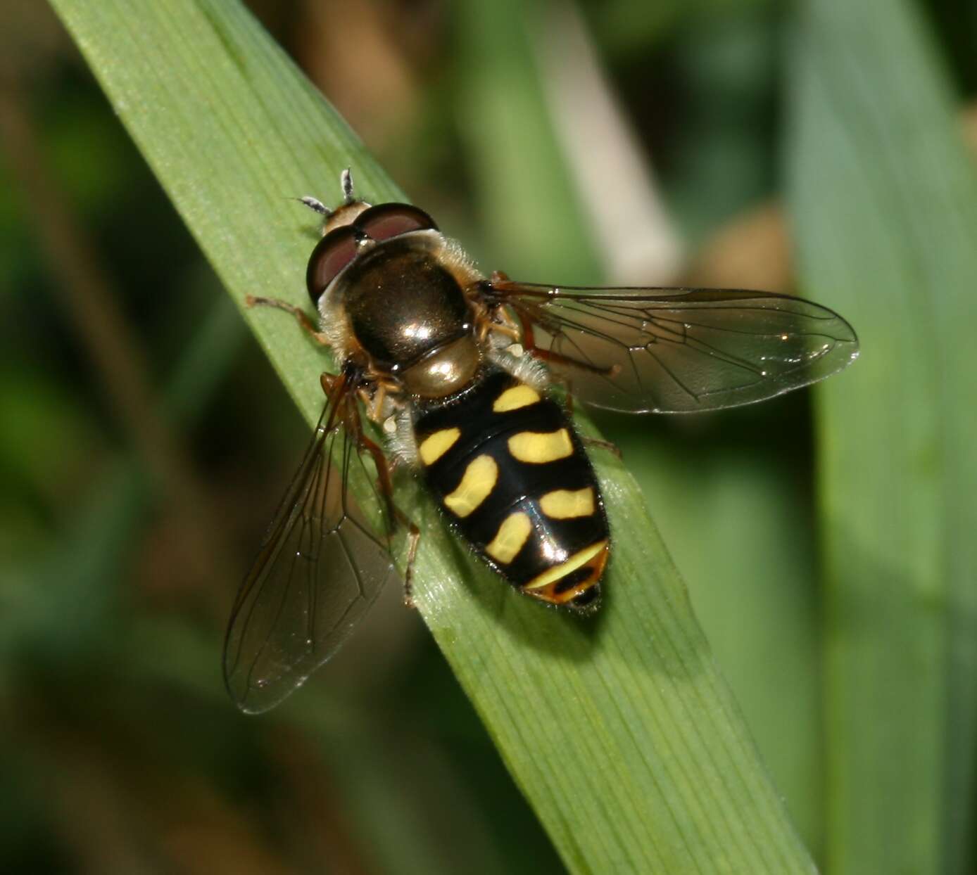 Eupeodes luniger (Meigen 1822) resmi