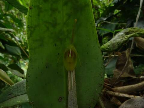 Image of Restrepia flosculata Luer