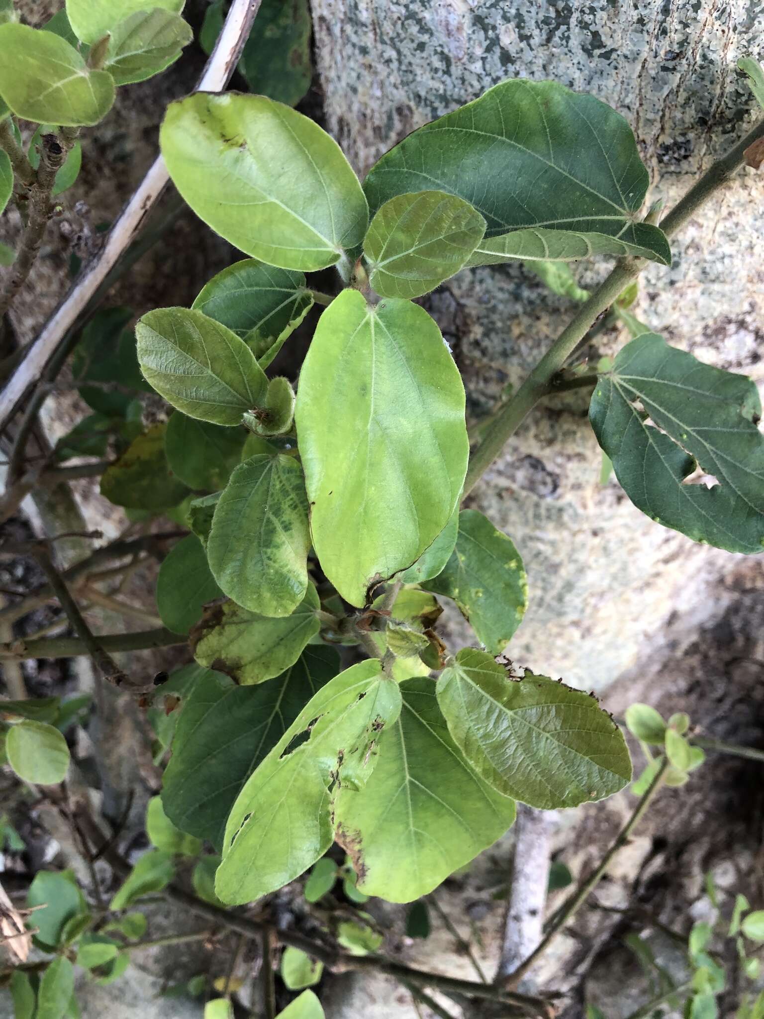 Sivun Ficus sycomorus subsp. sycomorus kuva