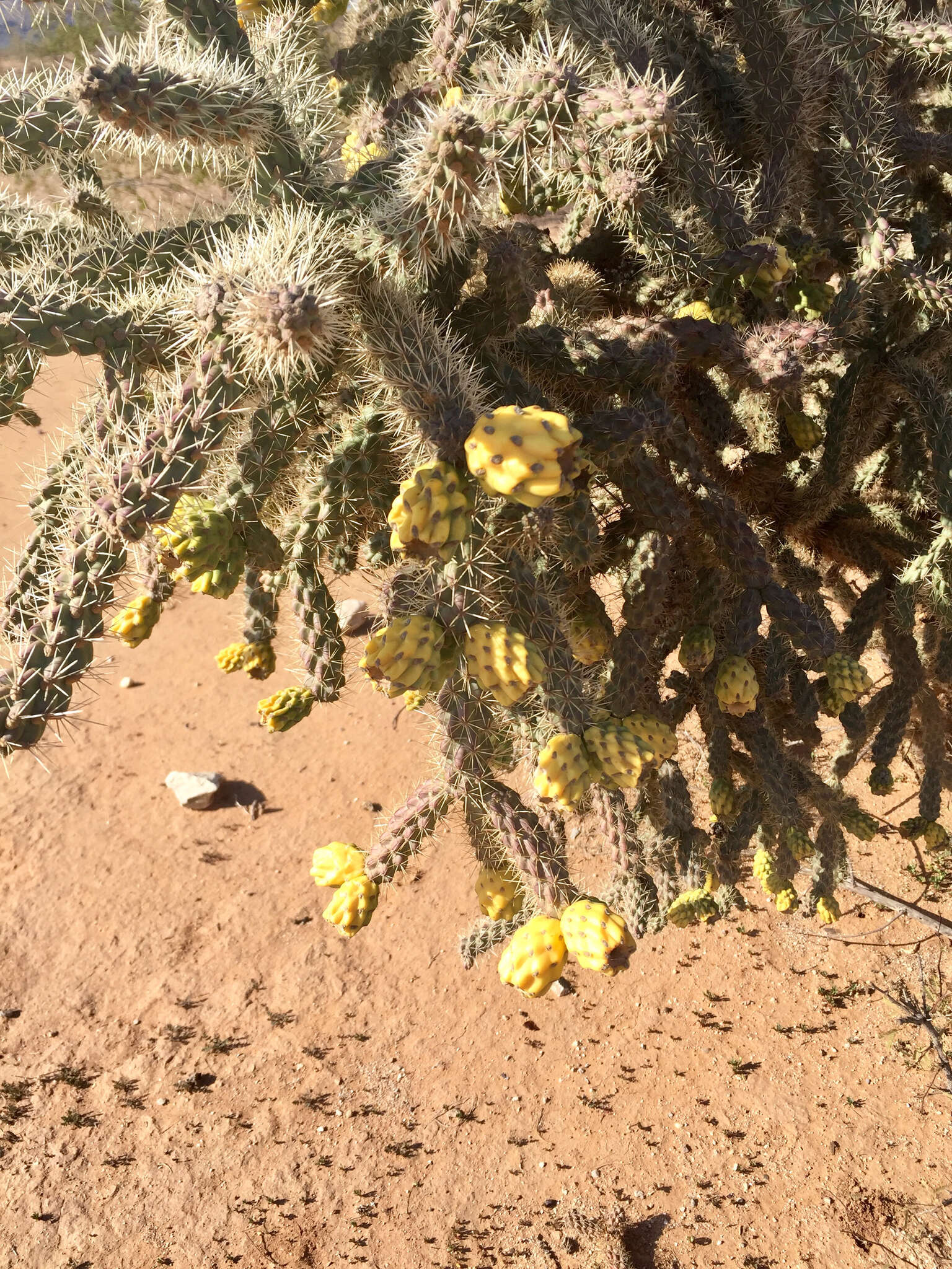 Image of Cylindropuntia imbricata subsp. spinosior