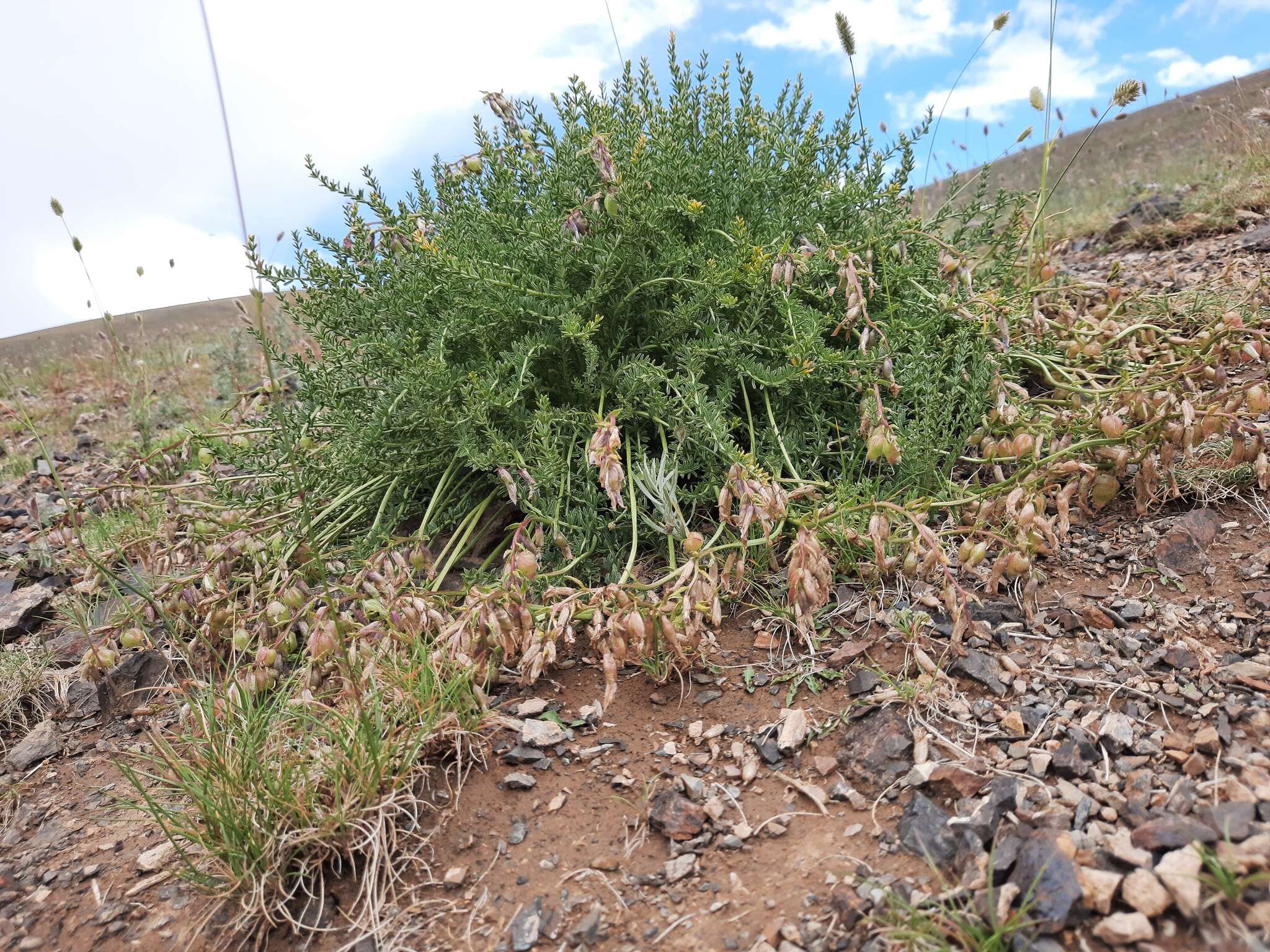 Image of Oxytropis trichophysa Bunge