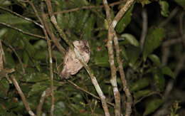 Image of Horsfield's Frogmouth