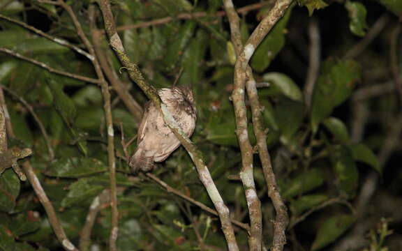 Image of Horsfield's Frogmouth