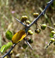 Sivun Colubrina heteroneura (Griseb.) Standl. kuva