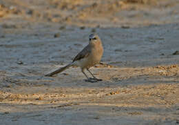 Image of Large Grey Babbler