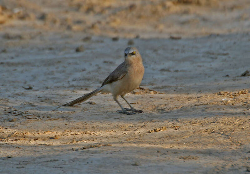 Image of Large Grey Babbler