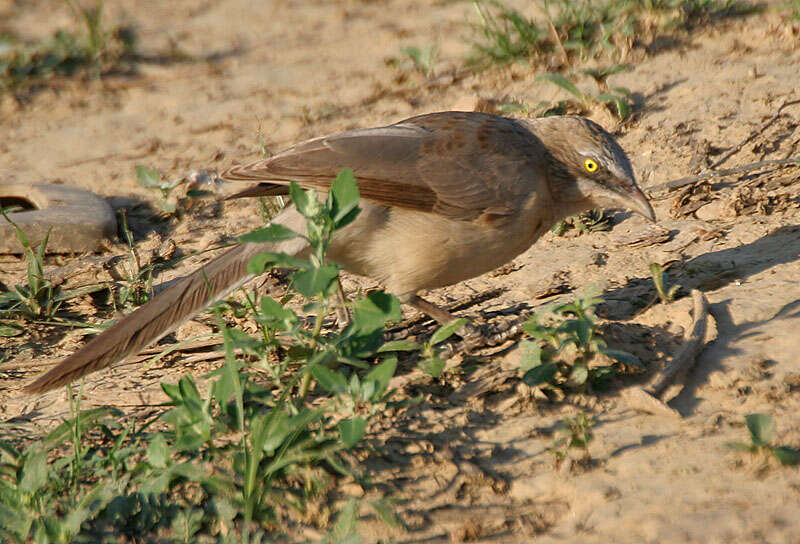 Image of Large Grey Babbler