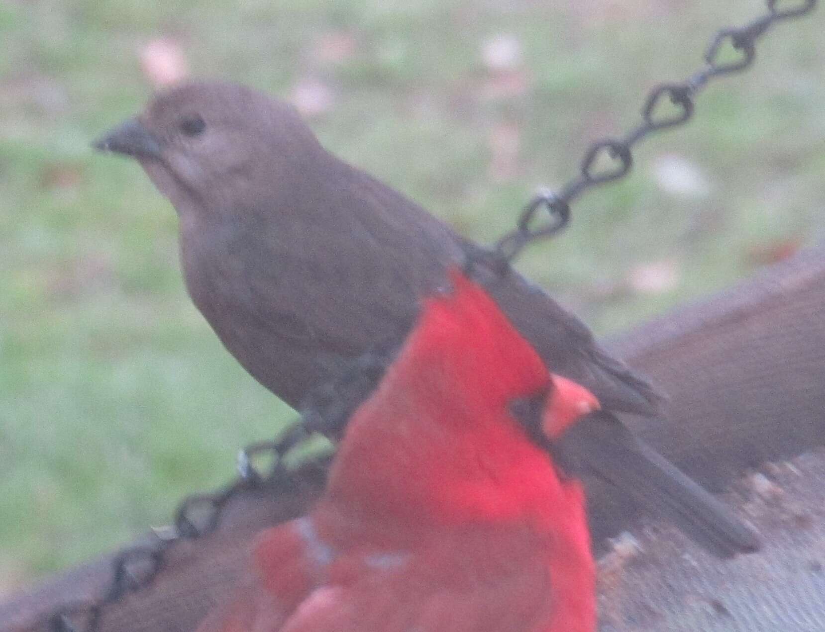 Image of Brown-headed Cowbird