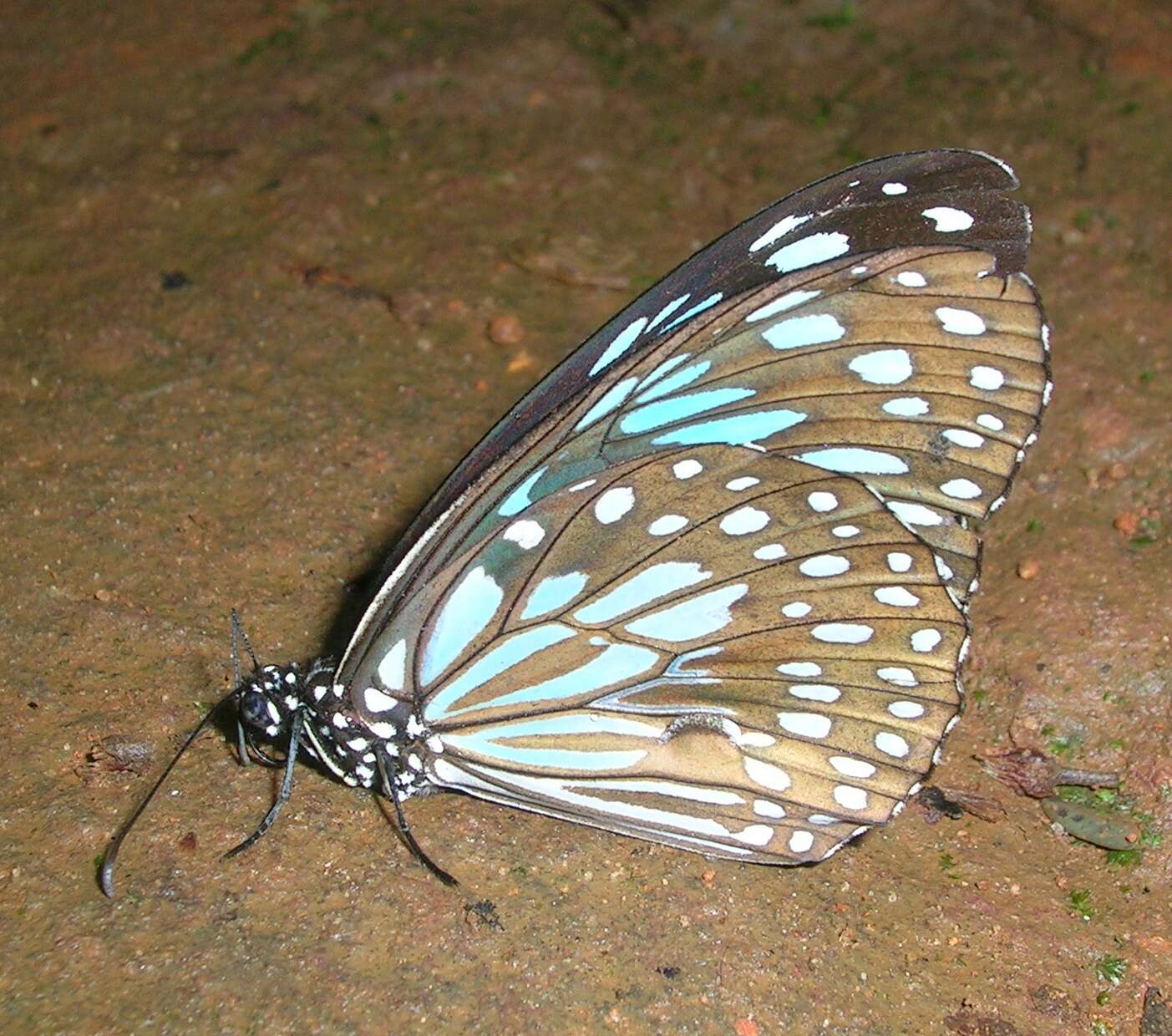 Image of Tirumala septentrionis