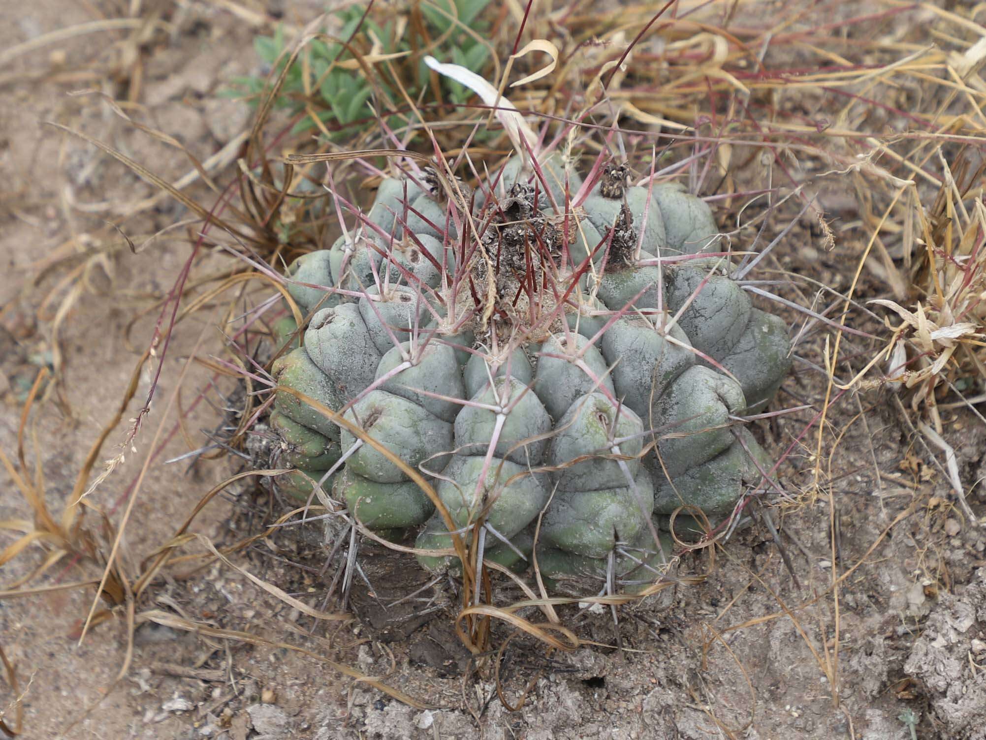 Image of Thelocactus hexaedrophorus (Lem.) Britton & Rose