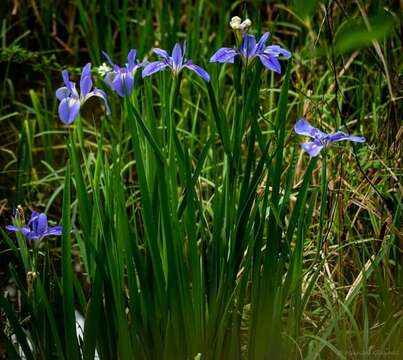 Image of giant blue iris