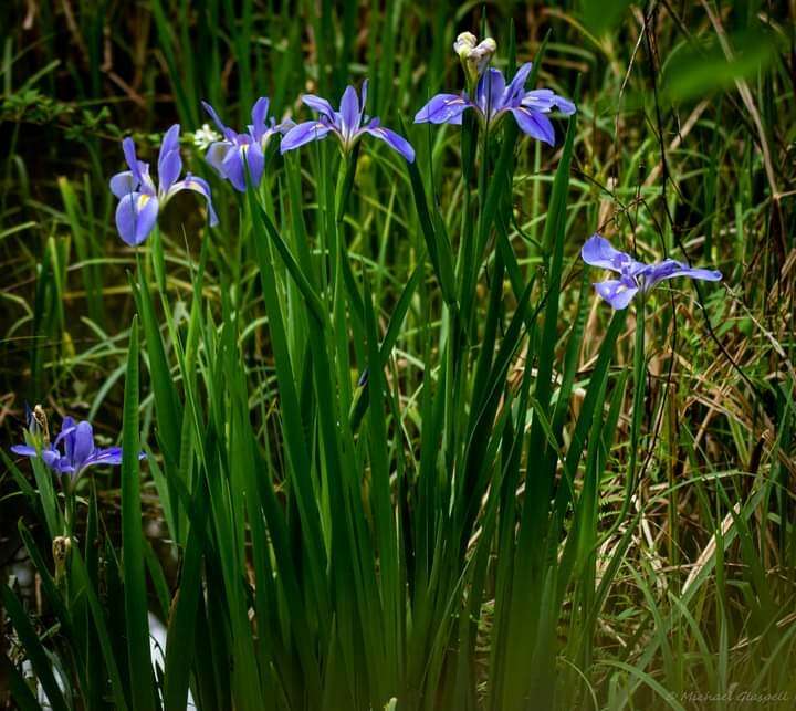 Image of giant blue iris