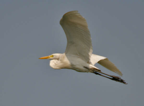 Image of Eastern great egret