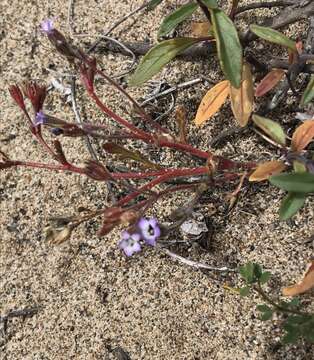 Image of manyleaf gilia