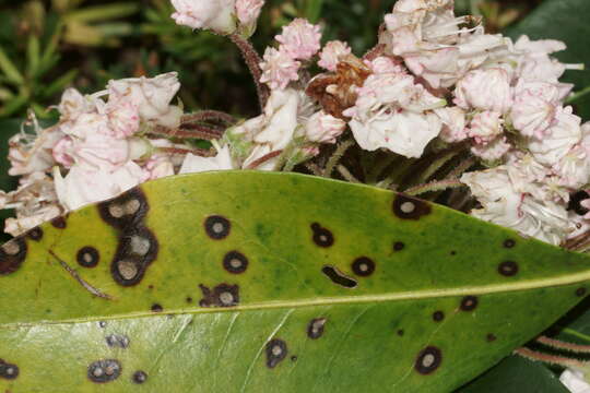 Mycosphaerella colorata (Peck) Earle 1901的圖片