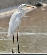 Image of Eastern great egret