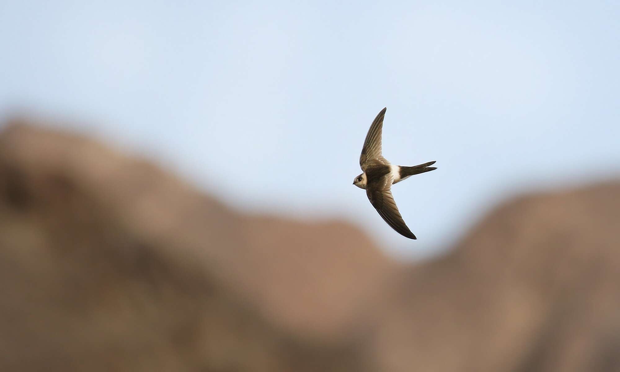 Image of Andean Swift