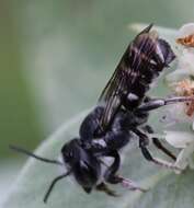 Imagem de Megachile exilis Cresson 1872