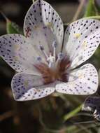 Image of Great Basin langloisia