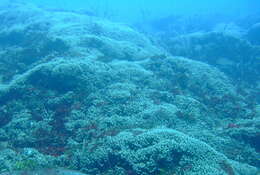 Image of stony corals
