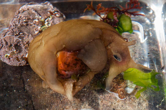 Image of Dwarf sea hare