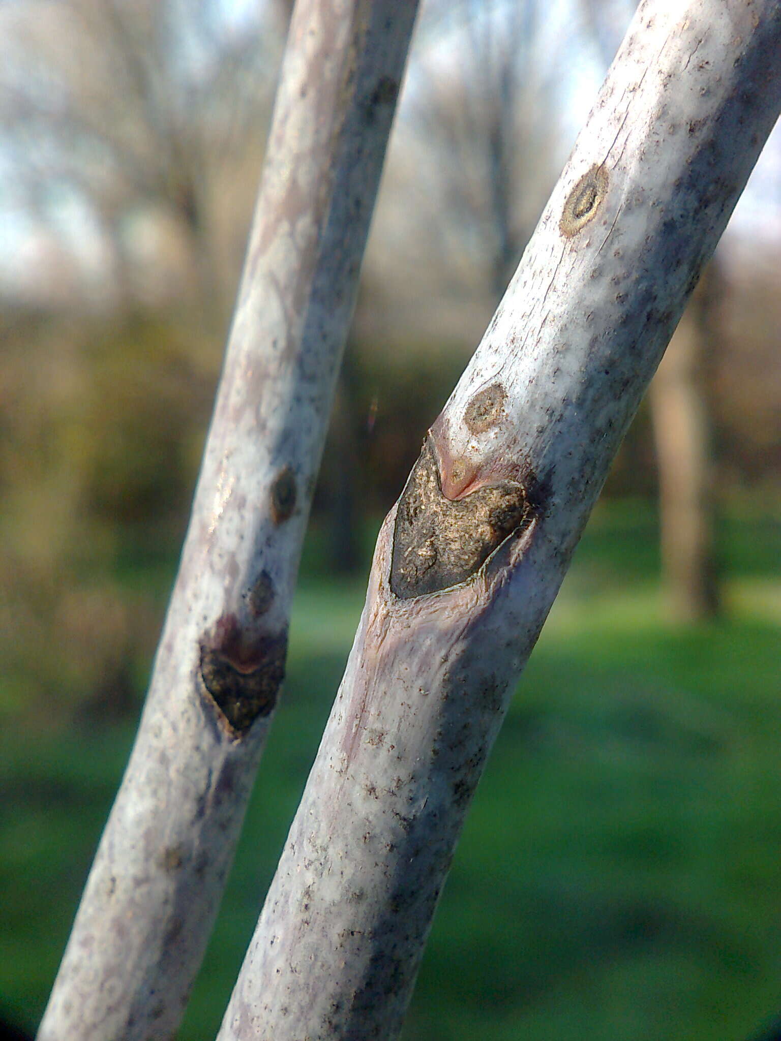 Plancia ëd Gymnocladus dioica (L.) K. Koch