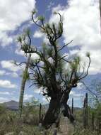 Imagem de Beaucarnea gracilis Lem.