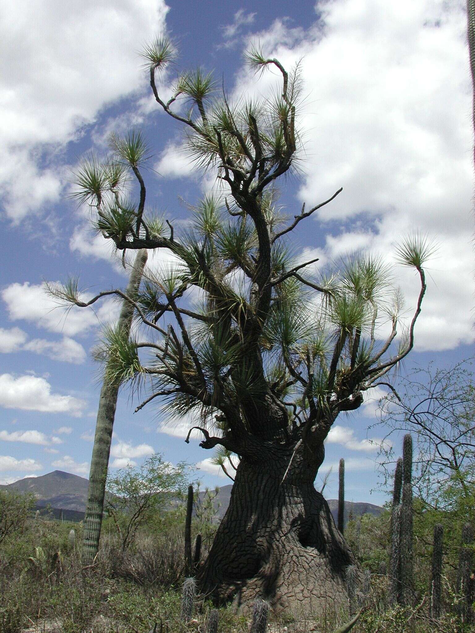 Image of Mexican Pony Tail Palm