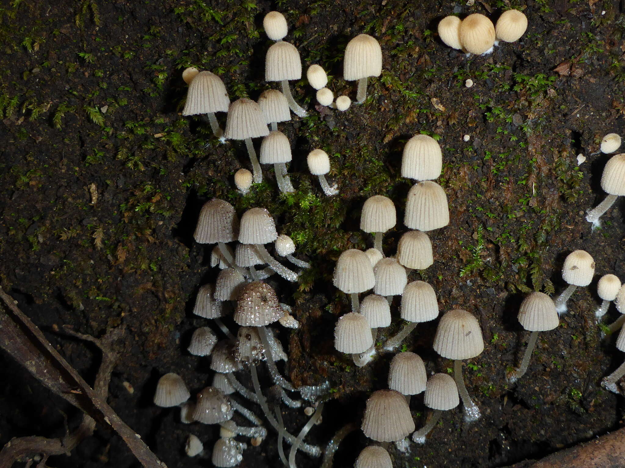 Image of Trooping Inkcaps