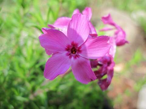 Image of moss phlox