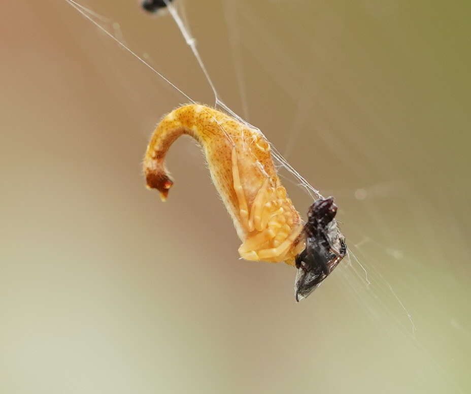 Image of Scorpion Tailed Spider