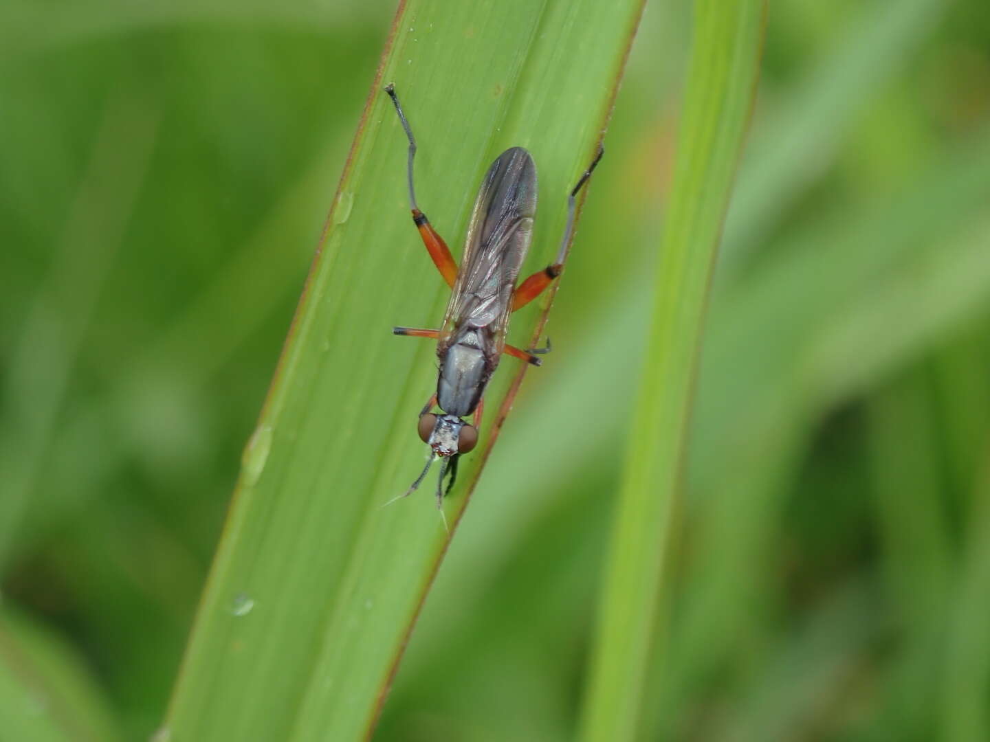 Image de Sepedon plumbella Wiedemann 1830