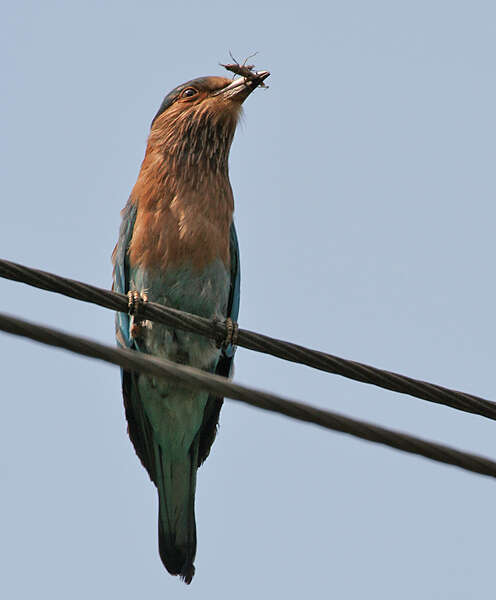 Image of Indian Roller