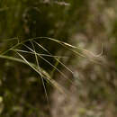 Image of Austrostipa pubinodis (Trin. & Rupr.) S. W. L. Jacobs & J. Everett