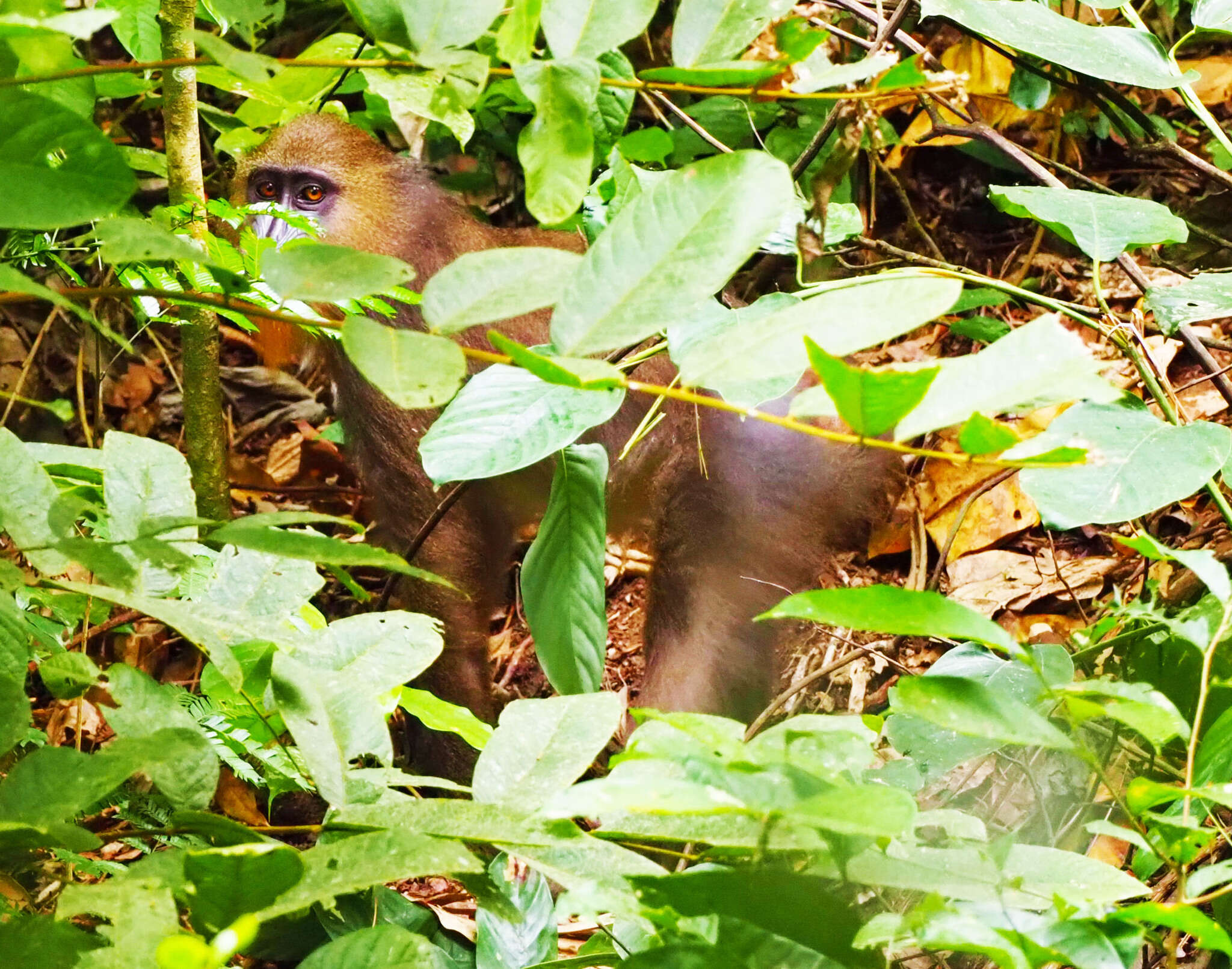 Image of Mandrill