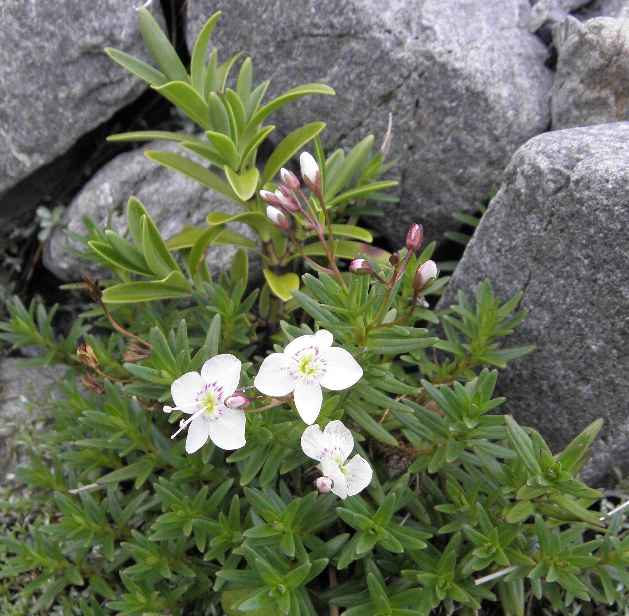 Слика од Veronica linifolia Hook. fil.