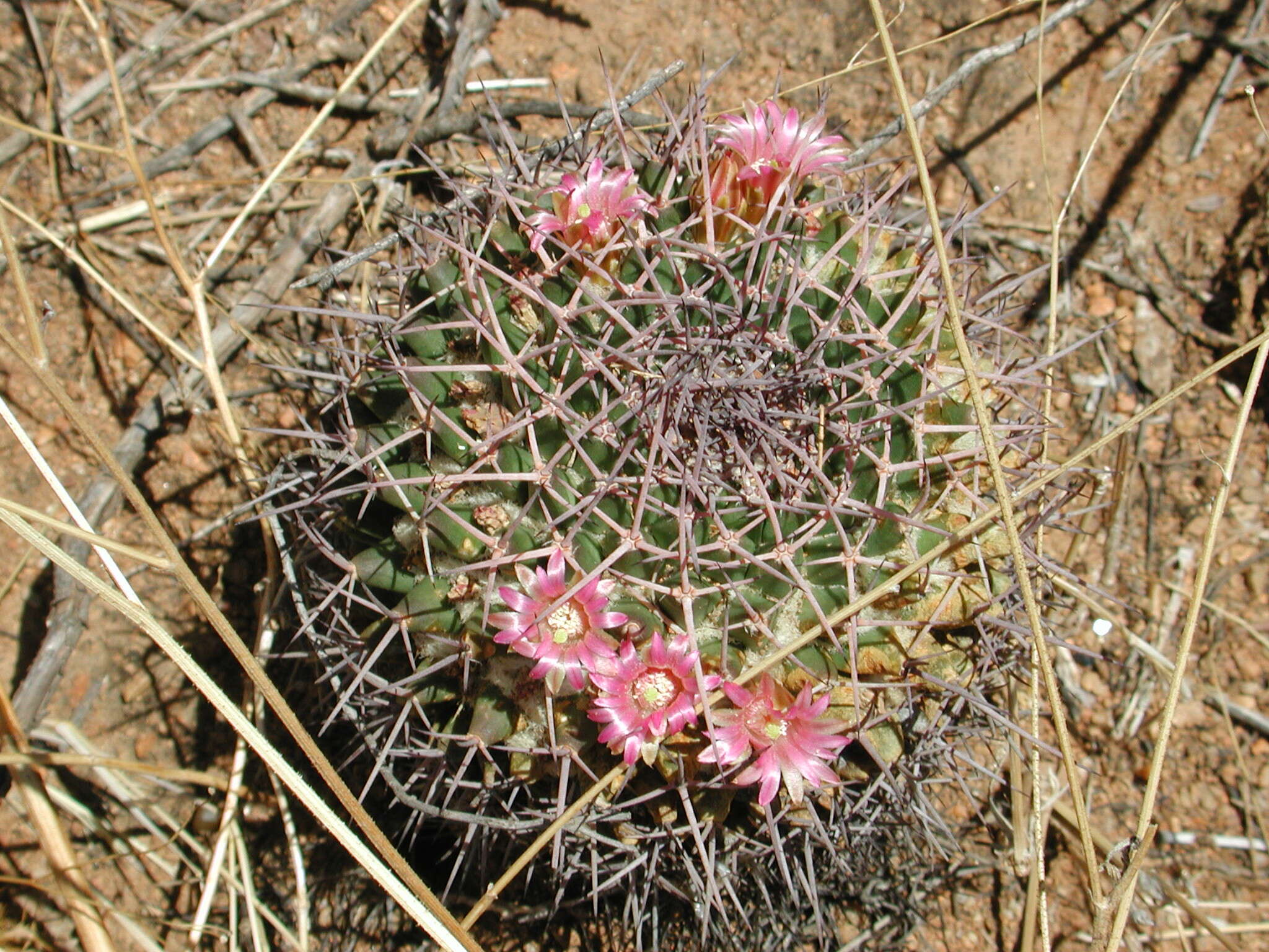 Image of Mammillaria carnea Zucc. ex Pfeiff.