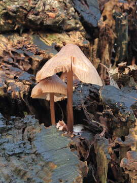 Image of Common Bonnet