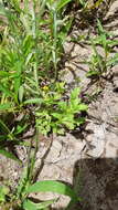 Mecardonia exilis (Brandegee) Pennell resmi