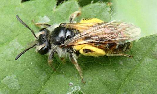 Image of Andrena ventralis Imhoff 1832