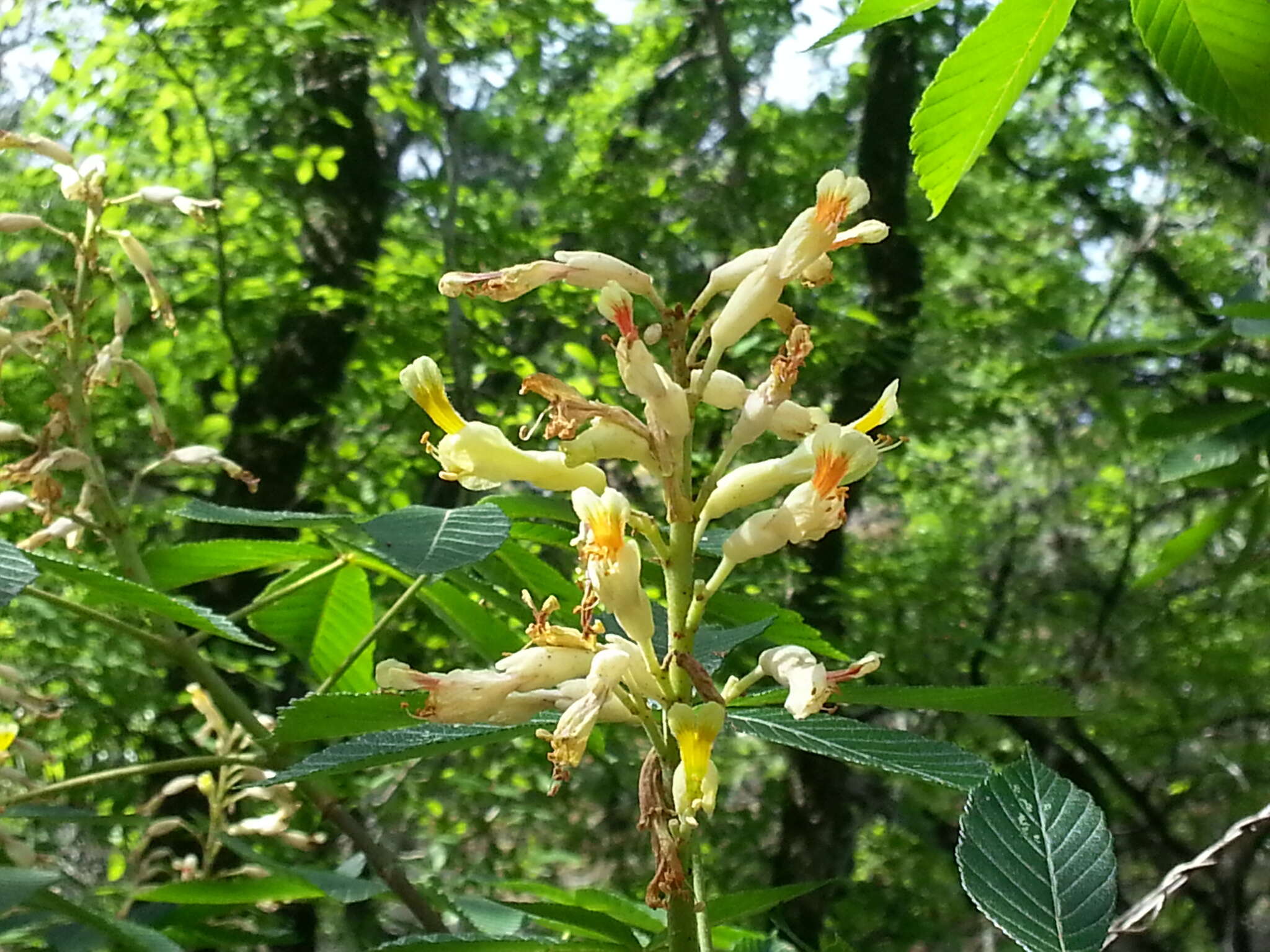 Imagem de Aesculus pavia var. flavescens (Sarg.) Correll