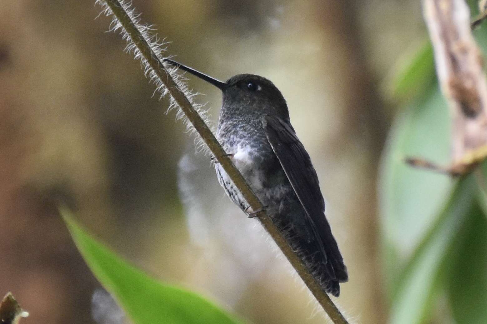 Image of pufflegs