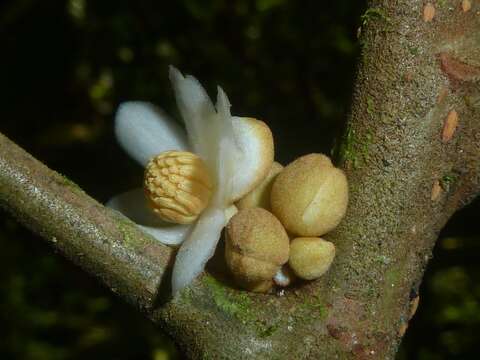 Imagem de Carpotroche platyptera Pittier