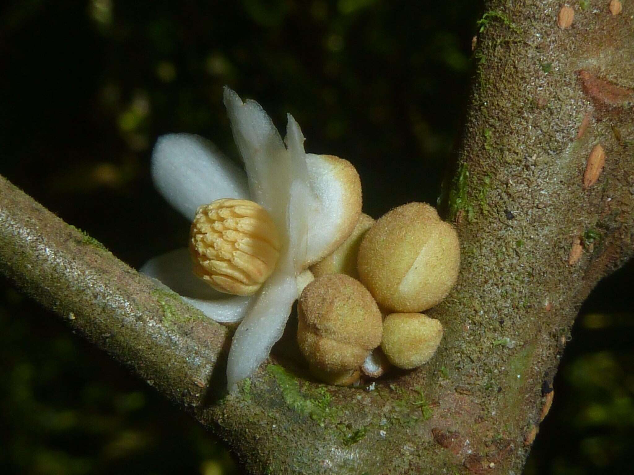 Imagem de Carpotroche platyptera Pittier