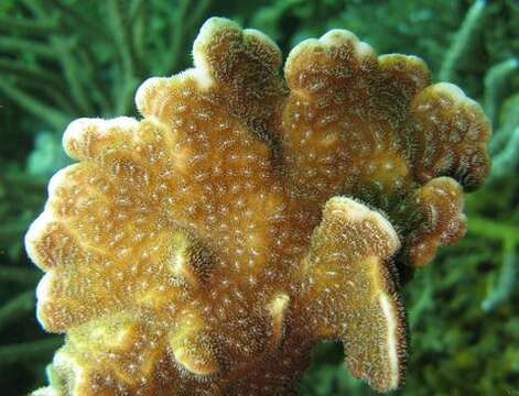 Image of Cactus Coral