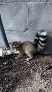 Image of Ringtail