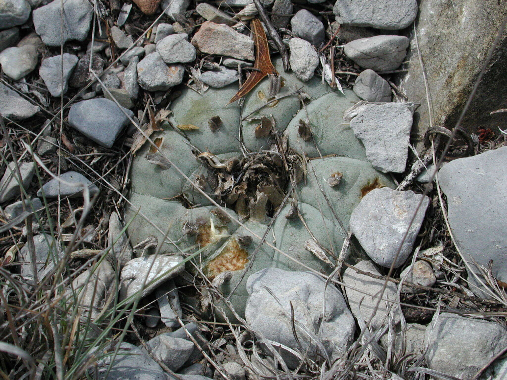 Image of peyote